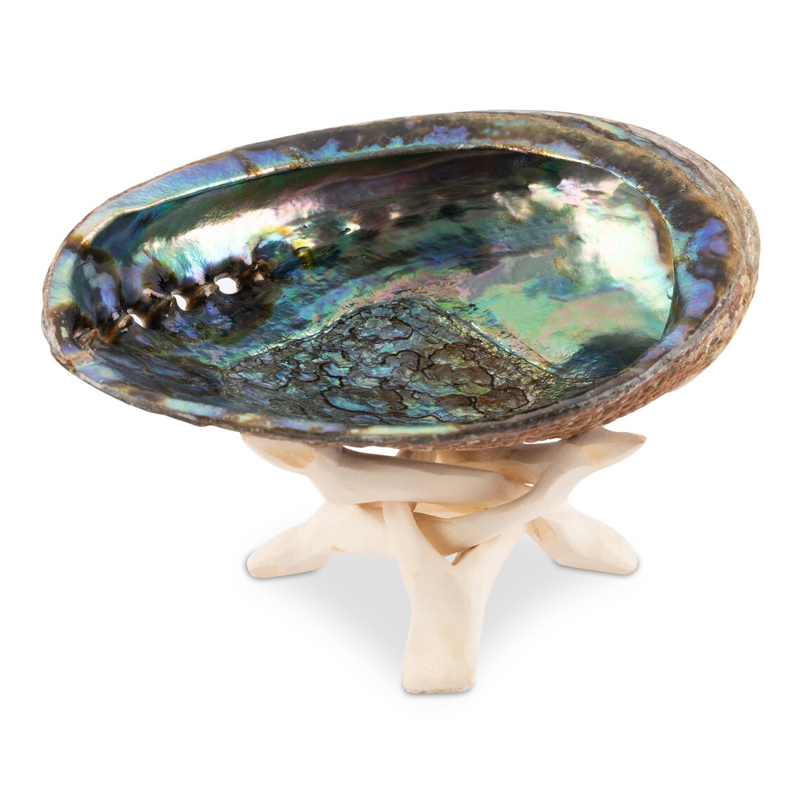 Abalone Shell with Wooden Stand