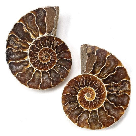 Ammonite