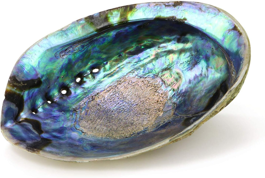 Abalone Shell